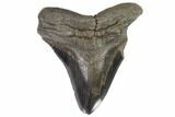 Bargain, Fossil Megalodon Tooth - Huge Tooth #101483-1